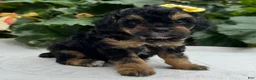 Miniature Poodle dogs for sale: Faith - Ad 3