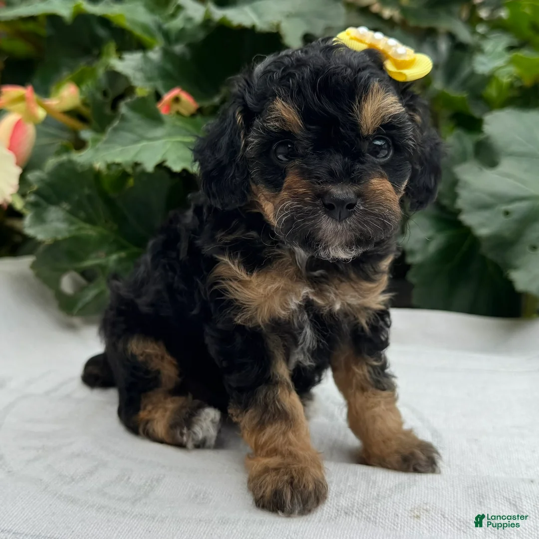 Miniature Poodle dogs for sale: Faith - Ad 3