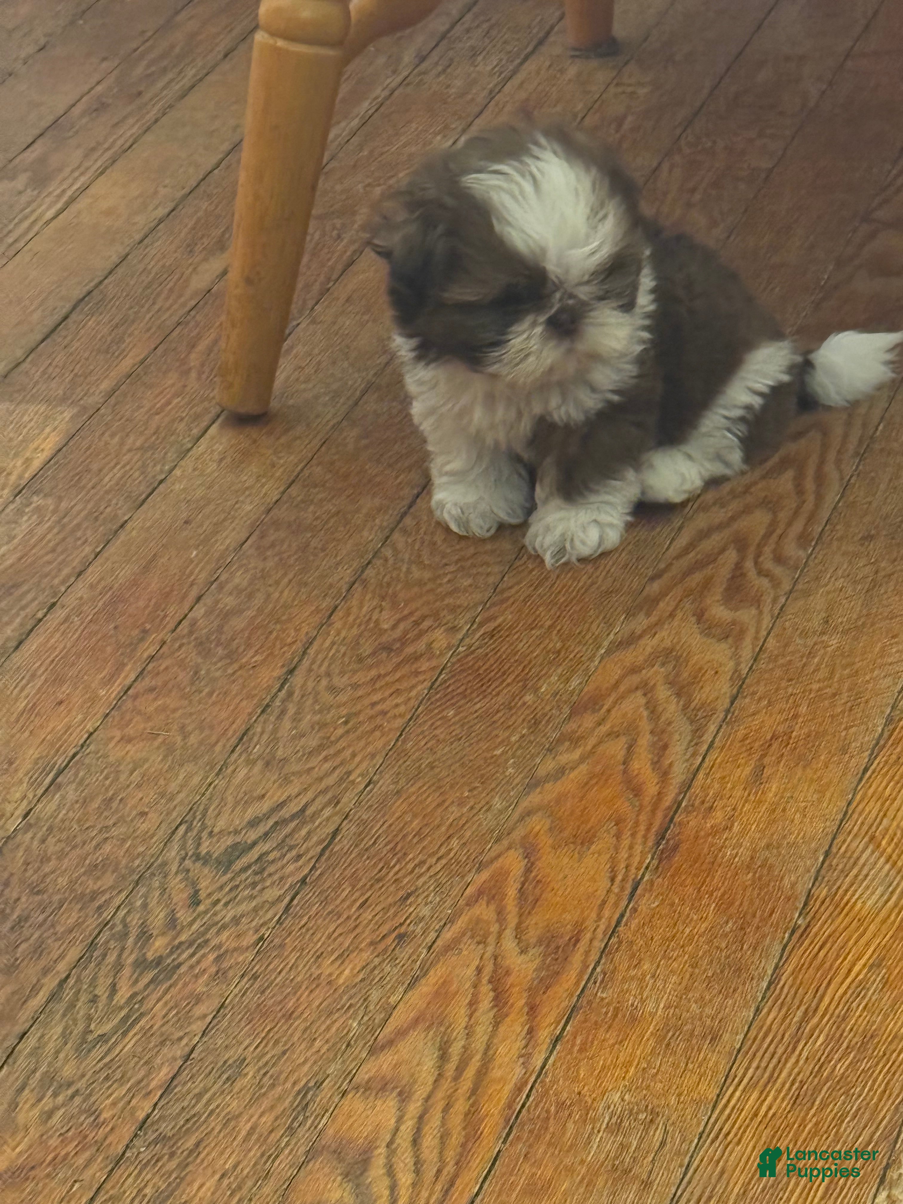 Shih Tzu dogs Blossom - Ad 1