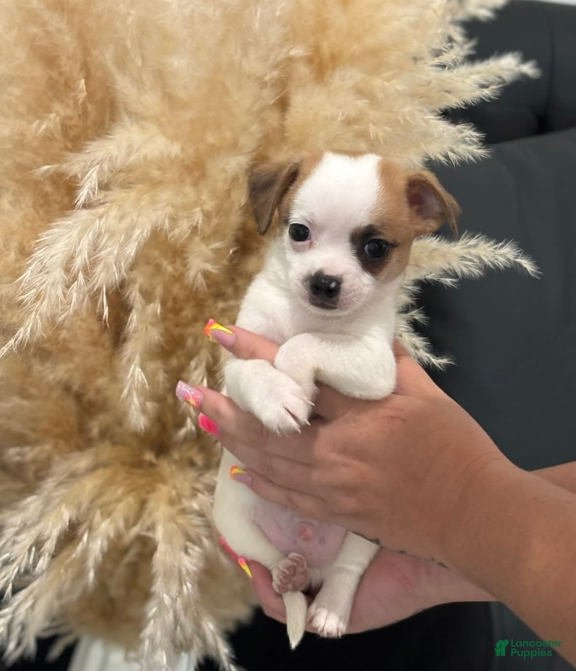 Jack Chihuahua Puppies for sale Lancaster Puppies