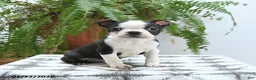 Boston Terrier dogs for sale: Jersey - Ad 1