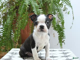 Boston Terrier dogs Jersey - Ad 14