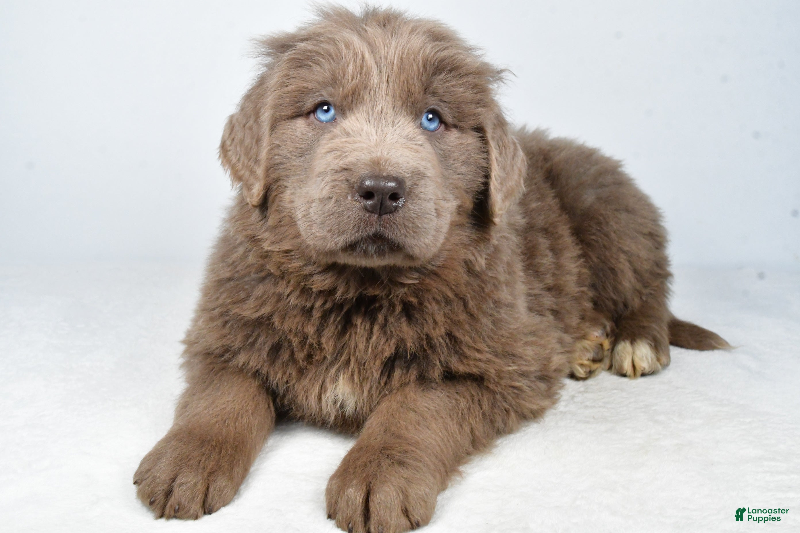 Newfoundland dogs Dallas - Ad 24