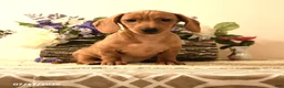 Miniature Dachshund dogs for sale: Shawn  - Ad 4