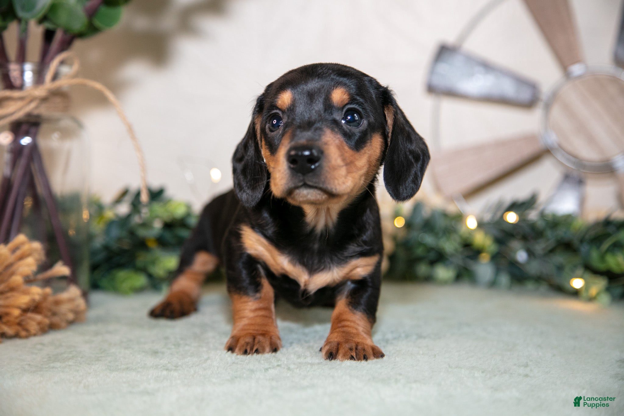 Miniature Dachshund dogs Scott - Ad 2