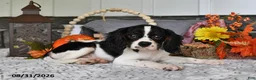 Cavalier King Charles Spaniel dogs for sale: Jaxon - Ad 5