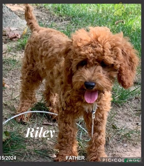 Mini Goldendoodle dogs for sale: Stella - Ad 4