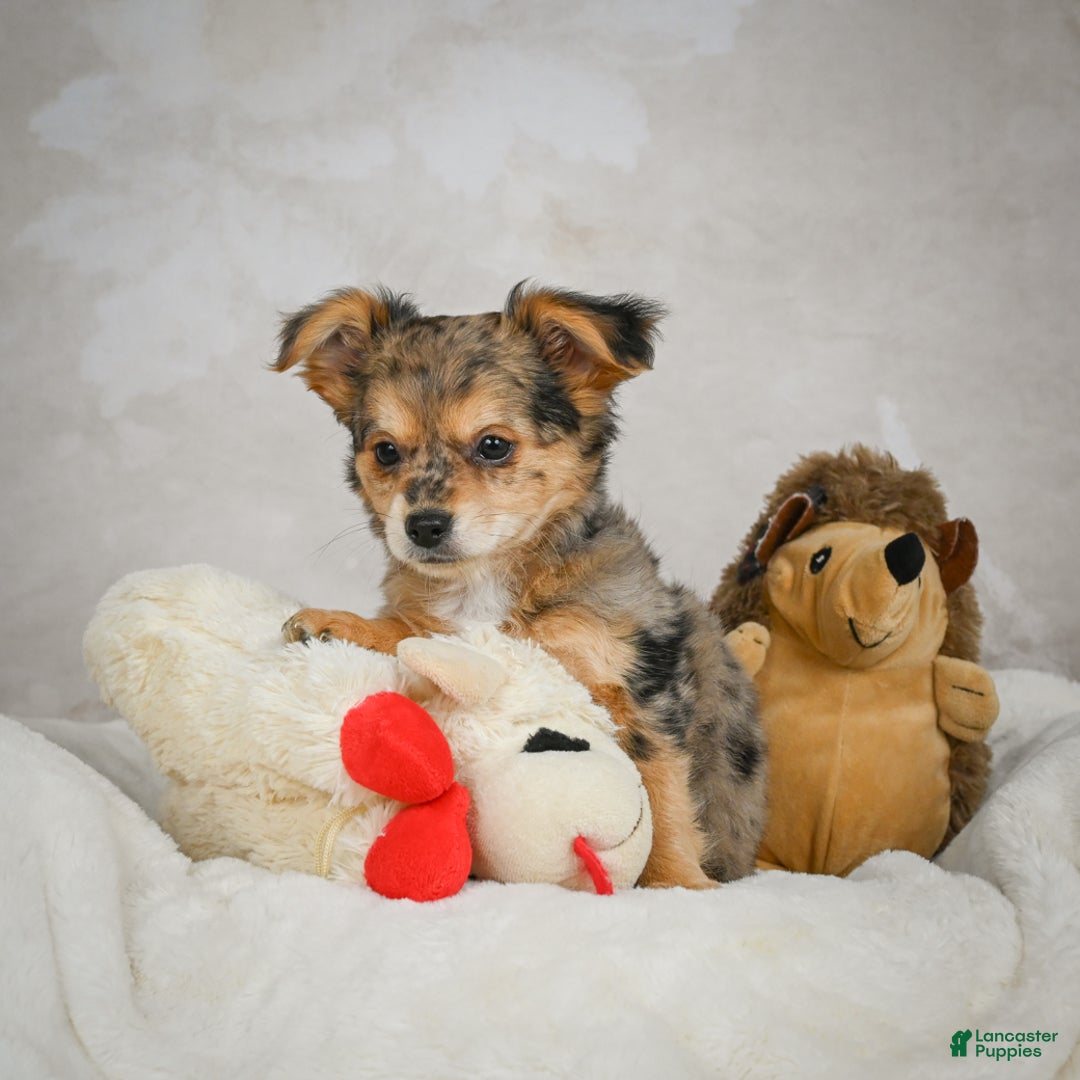 Chihuahua dogs for sale: Jake - Ad 11