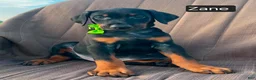 Doberman Pinscher dogs for sale: Zane - Ad 3