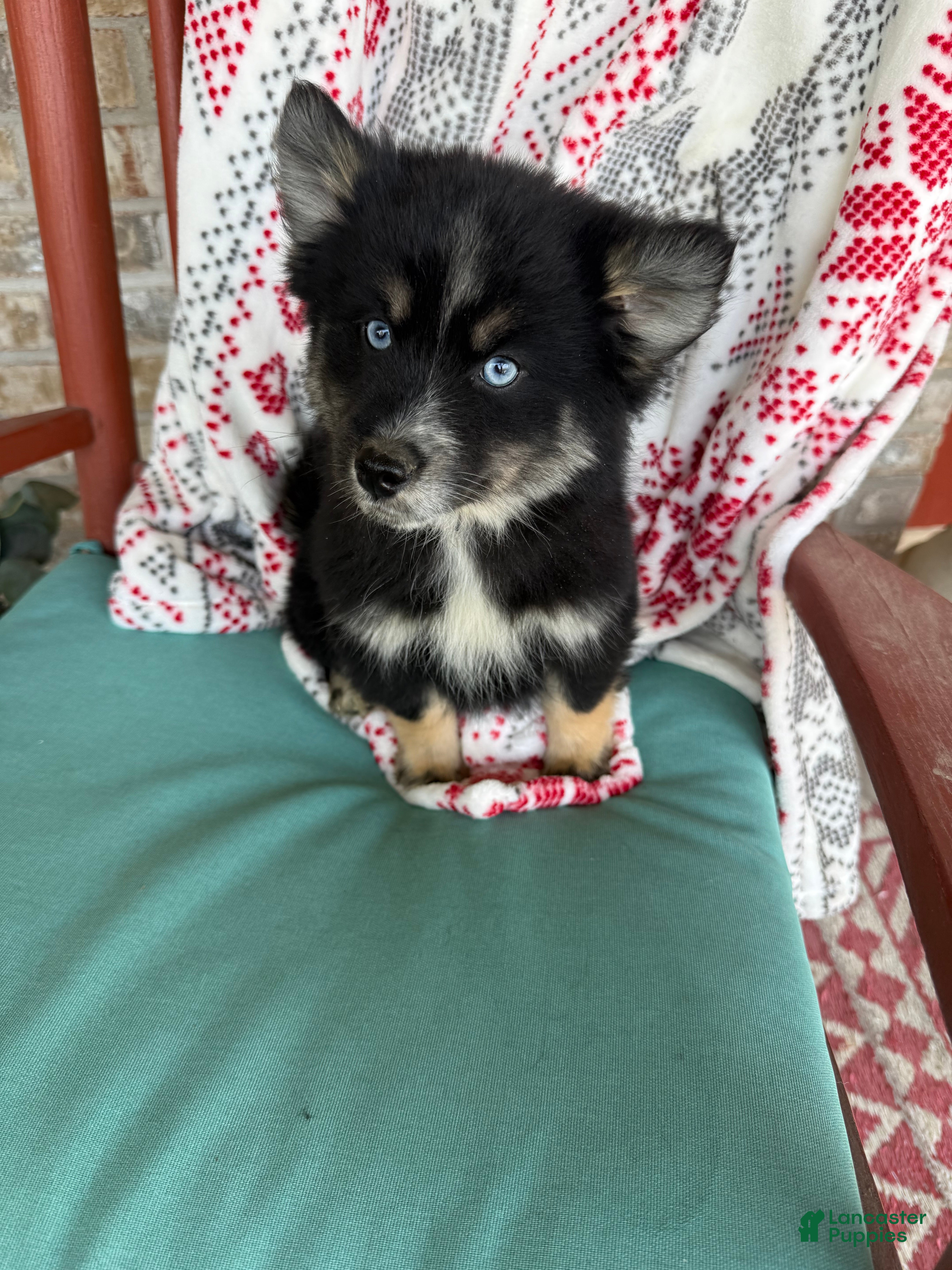 Pomsky dogs Shadow - Ad 7