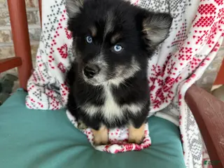 Pomsky dogs Shadow - Ad 7