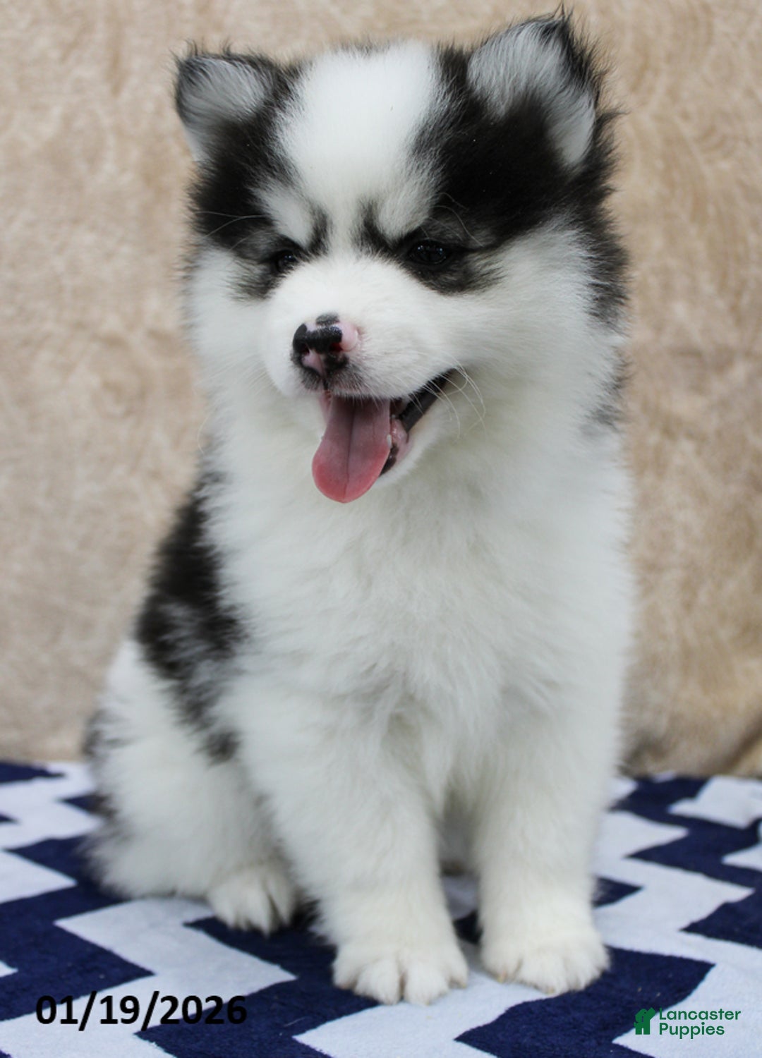 Pomsky dogs for sale: Comet - Ad 1