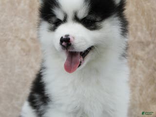 Pomsky dogs Comet - Ad 41