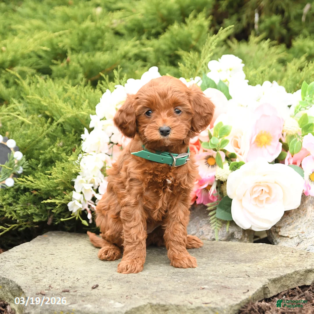 Mini Goldendoodle dogs for sale: Summer - Ad 5