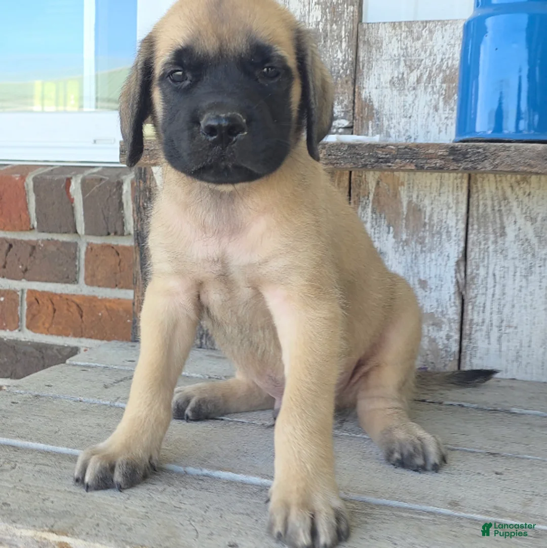 English Mastiff dogs for sale: Benjo - Ad 2
