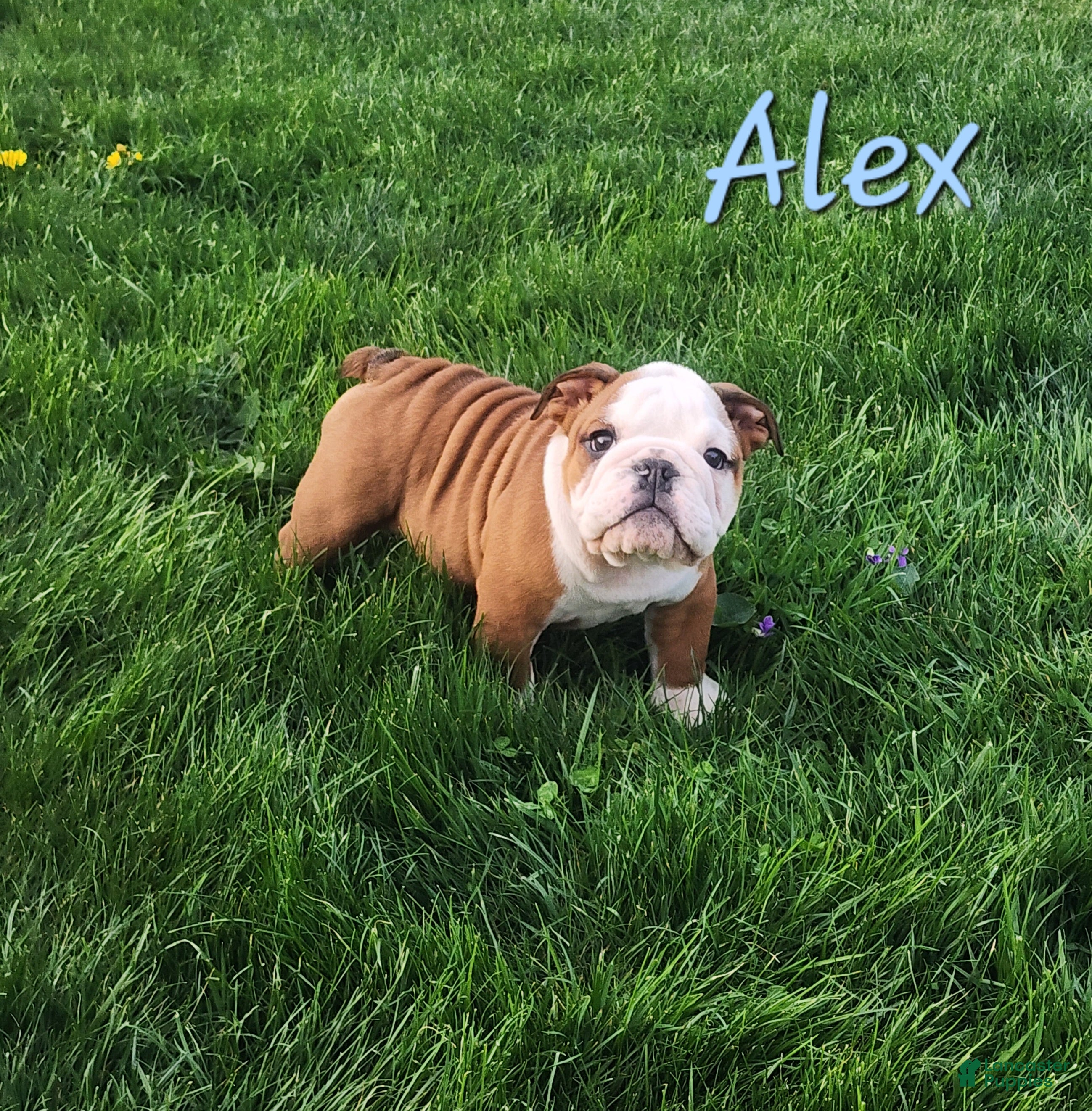 English Bulldog dogs AKC Alex  - Ad 2