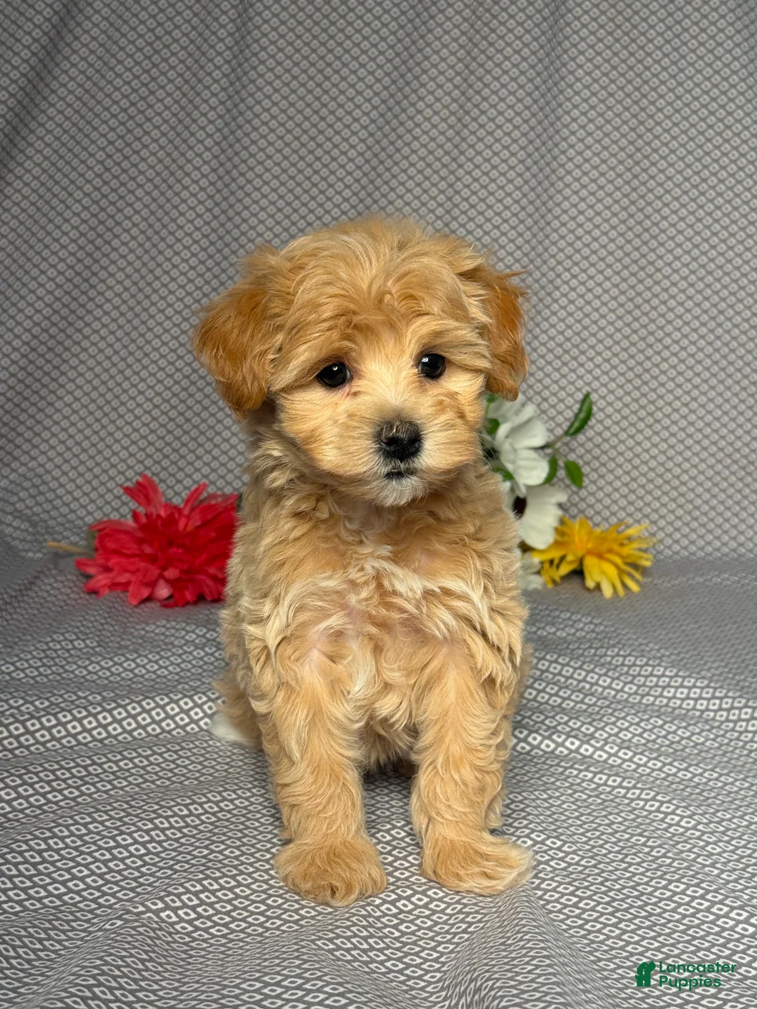 Maltipoo dogs for sale: Lori - Ad 1