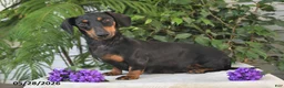Dachshund dogs for sale: Penny - Ad 4