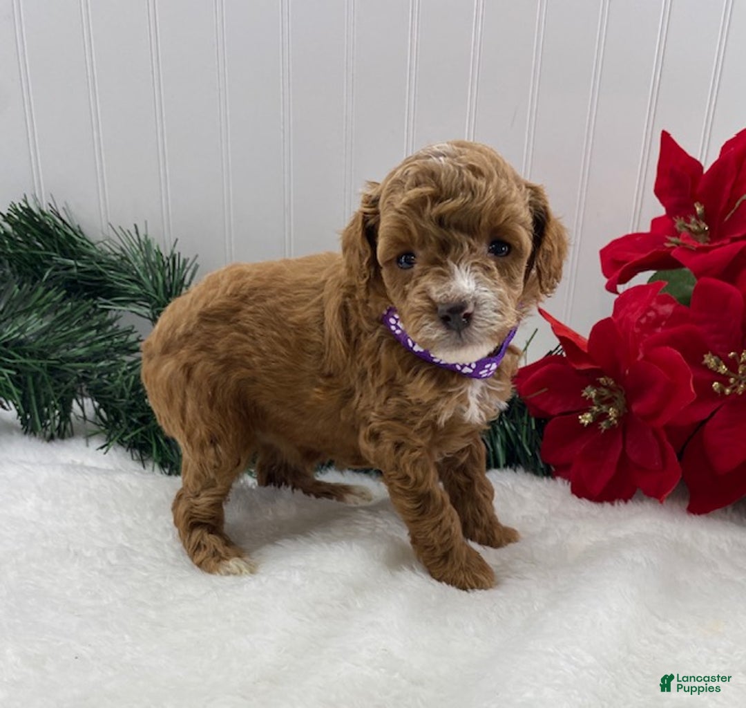 Toy Poodle dogs for sale: Tilly - Ad 4
