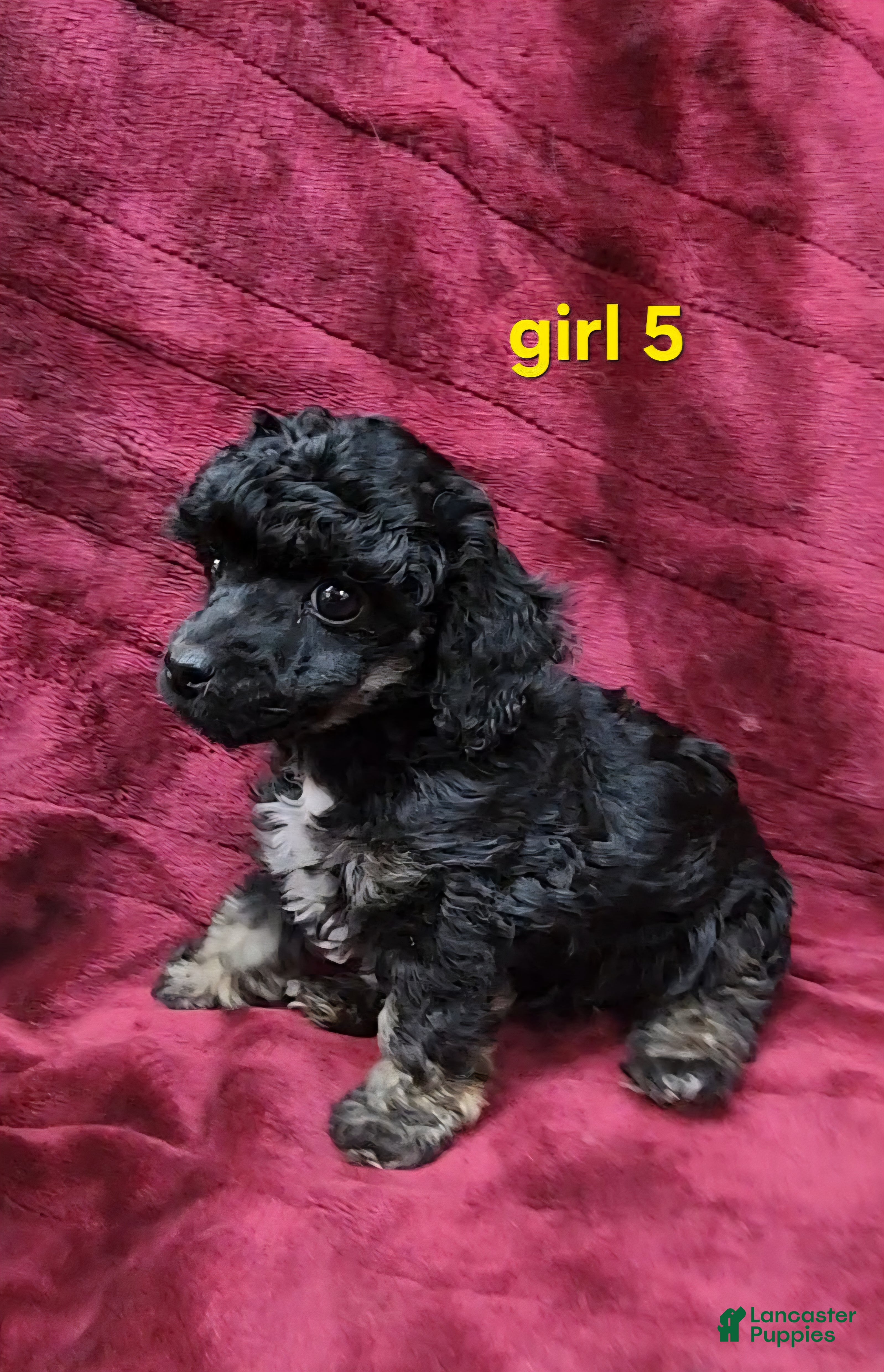 Toy Poodle dogs AKC Phantom girl 5 - Ad 1