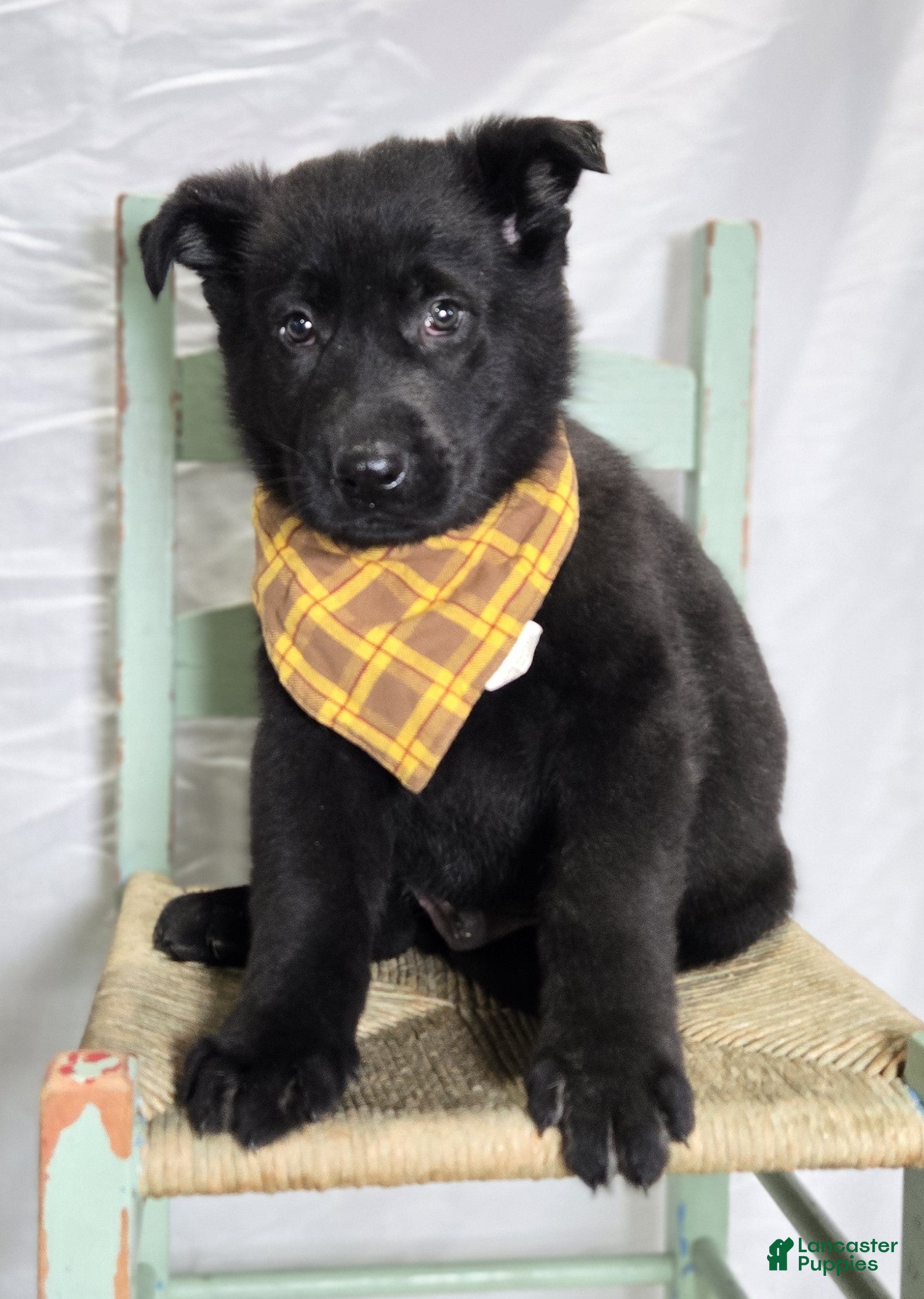 German Shepherd dogs Randy - Ad 2