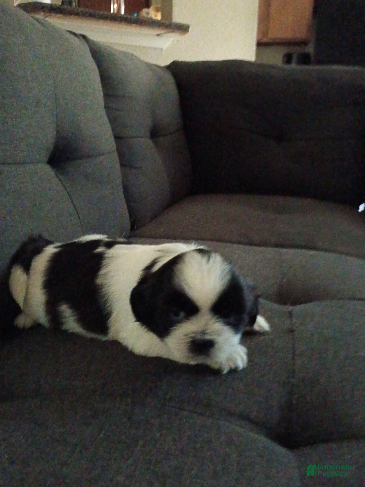 Shih Tzu dogs Shih Tzu 6 - Ad 29