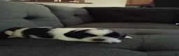 Shih Tzu dogs for sale: Shih Tzu 6 - Ad 1