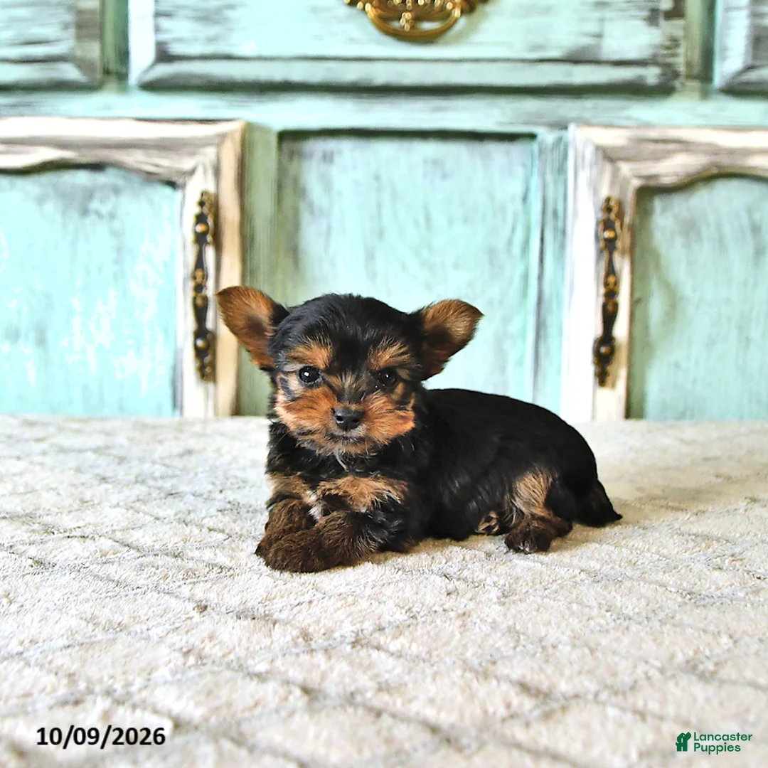 Yorkshire Terrier dogs for sale: Lucy  EXTRA SMALL - Ad 2
