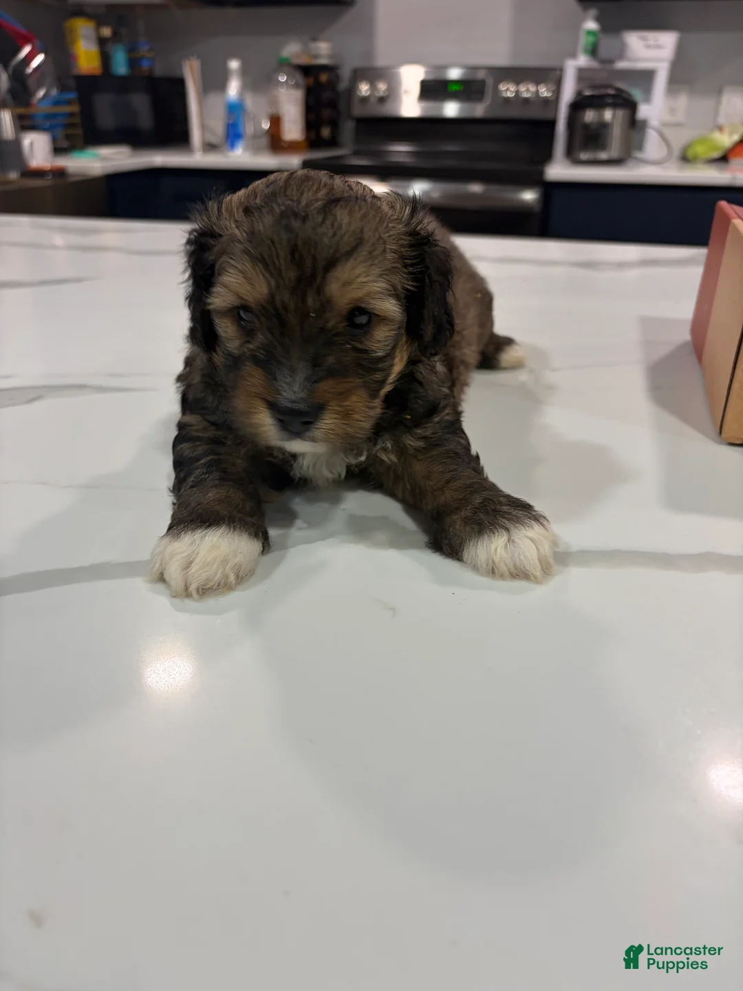 Yorkiepoo dogs for sale: Yorkiepoo 2 - Ad 3