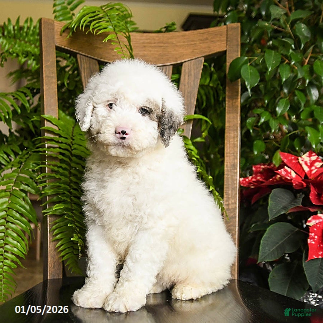 Mini Bernedoodle dogs for sale: Titian - Ad 1