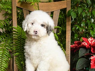 Mini Bernedoodle dogs Titian - Ad 15
