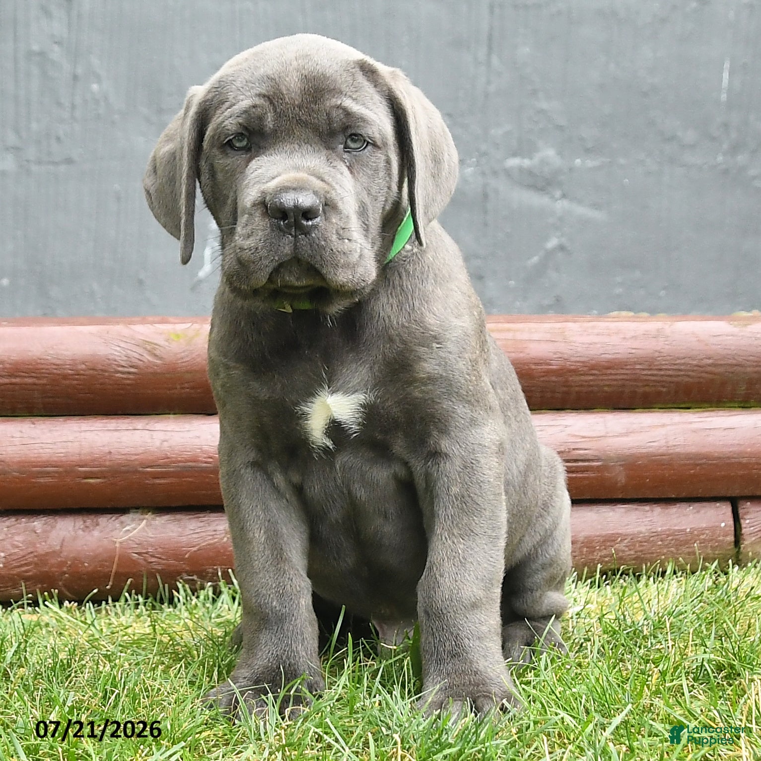 Cane Corso dogs Rolo - Ad 1
