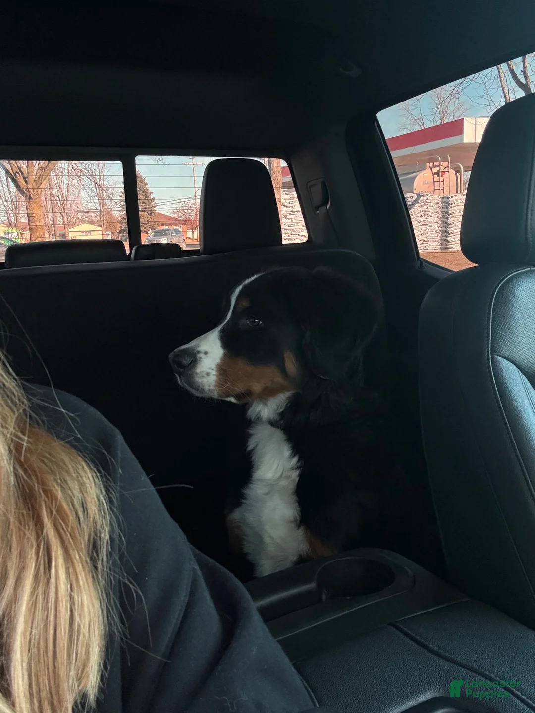 Bernese Mountain Dog dogs for sale: Bernese Mountain Dog 1 - Ad 7