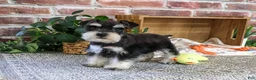 Miniature Schnauzer dogs for sale: Jacob - Ad 3