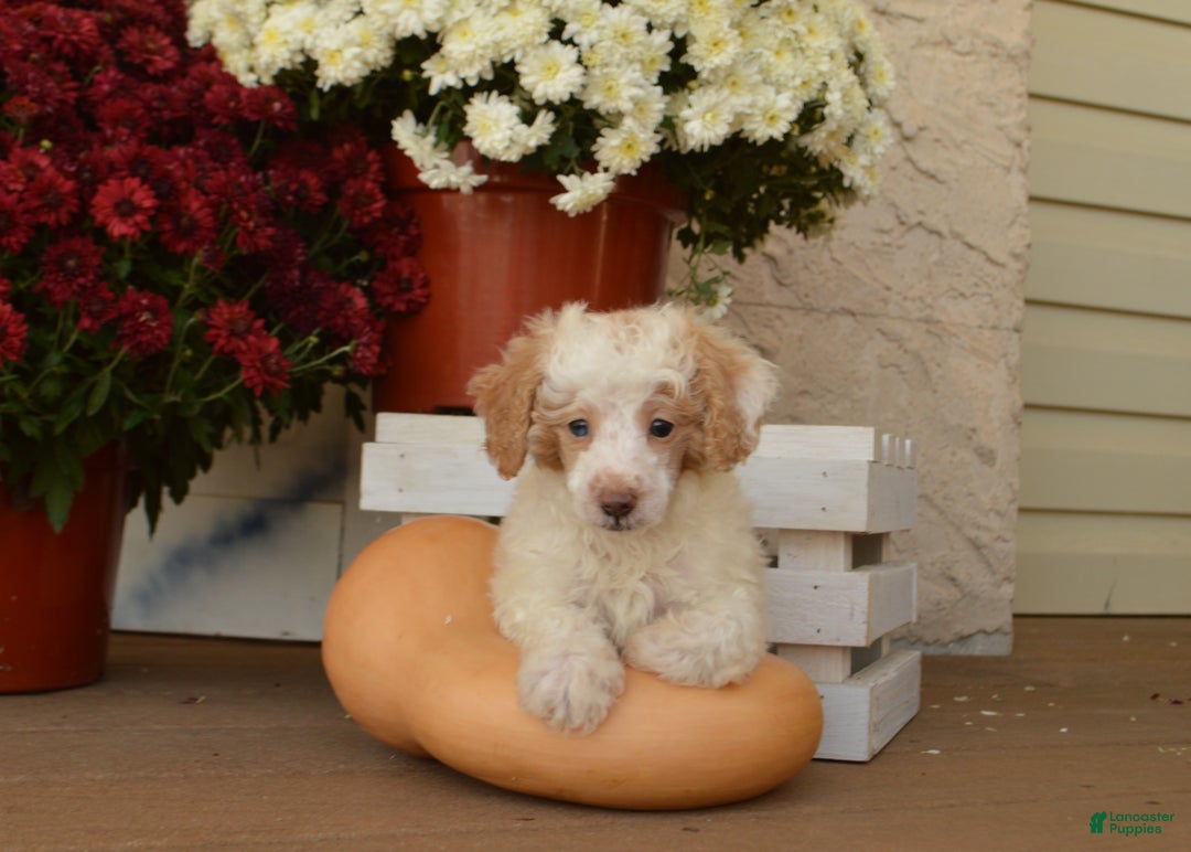 Toy Poodle dogs for sale: Flash - Ad 1