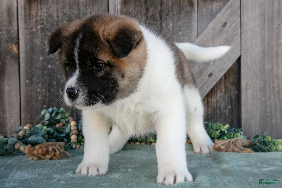 Akita dogs for sale: Spencer - Ad 3