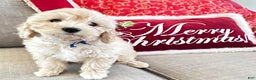 Cavachon dogs for sale: Duffy - Ad 4