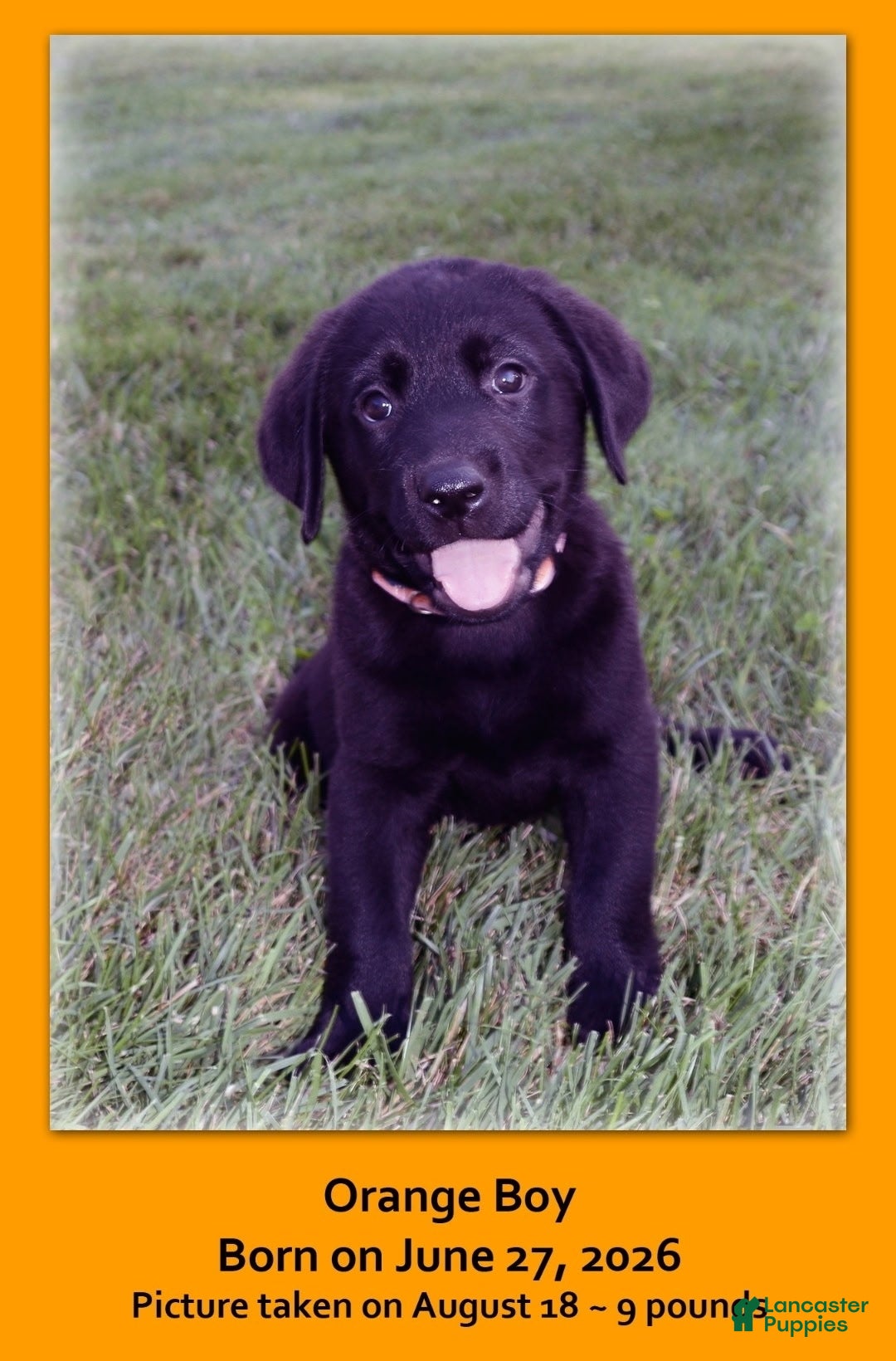 Goldador dogs Goldador 2 - Ad 1