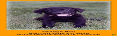 Goldador 2