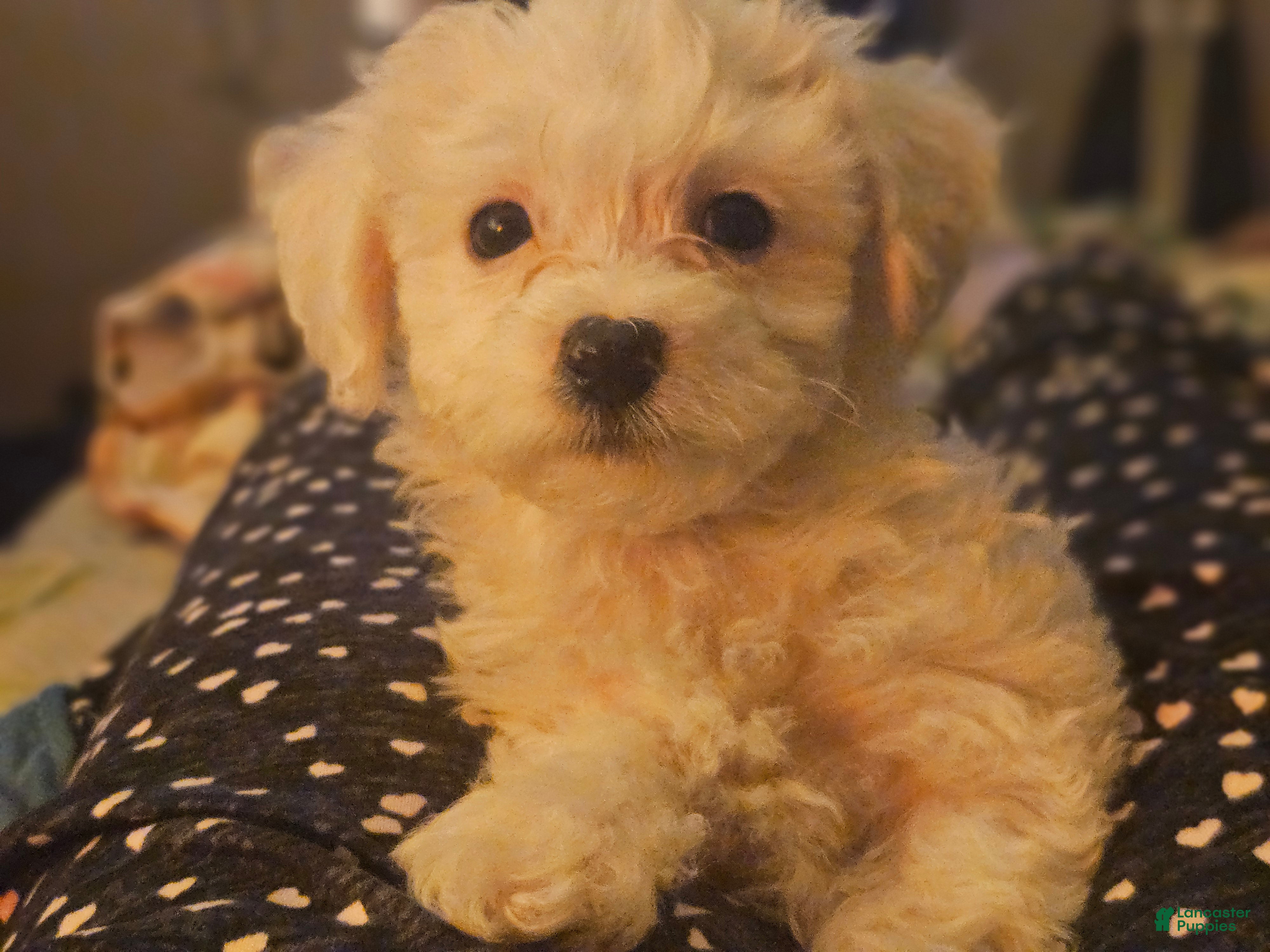 Mixed Breed dogs Milo - Ad 17