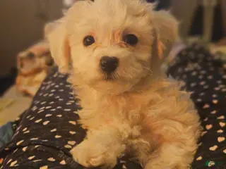 Mixed Breed dogs Milo - Ad 11