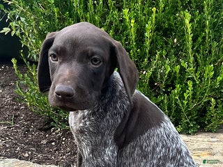 German Shorthaired Pointer dogs - Ad 10