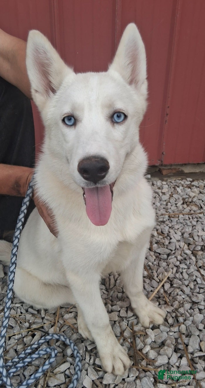Siberian Husky dogs Snow White  - Ad 2
