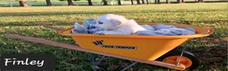 Golden Retriever dogs for sale: Finley  - Ad 5
