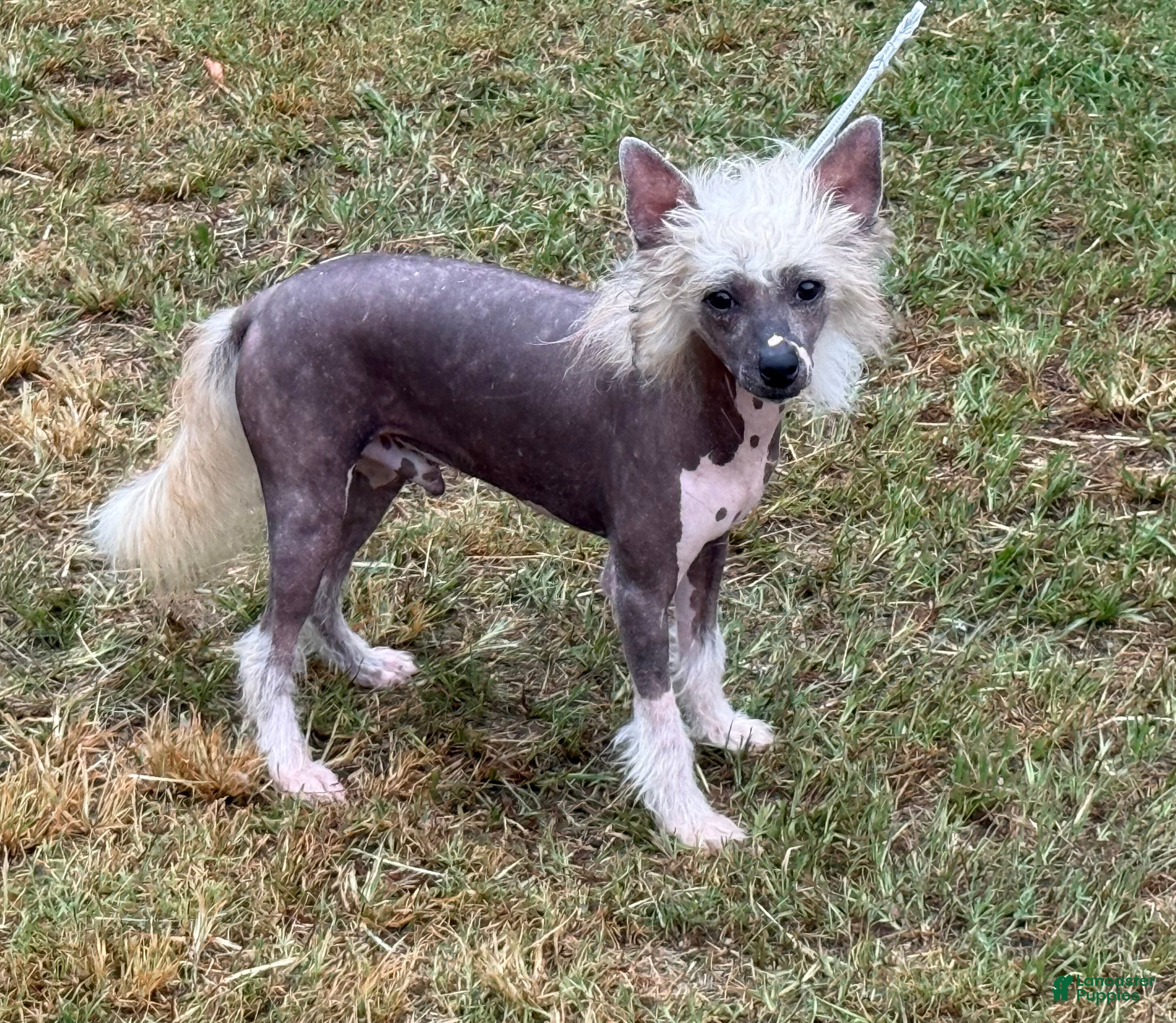 Crested