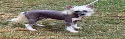 Chinese Crested dogs for sale: Chinese Crested 1 - Ad 1