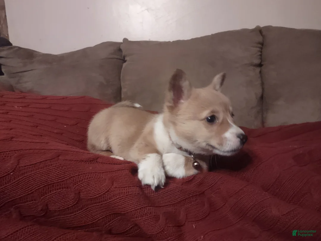 Welsh Corgi Pembroke dogs for sale: Brown Collar  - Ad 4