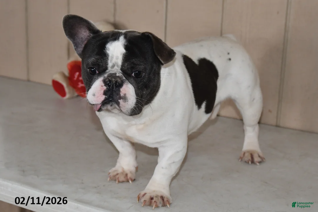 French Bulldog dogs for sale: Teddy - Ad 2