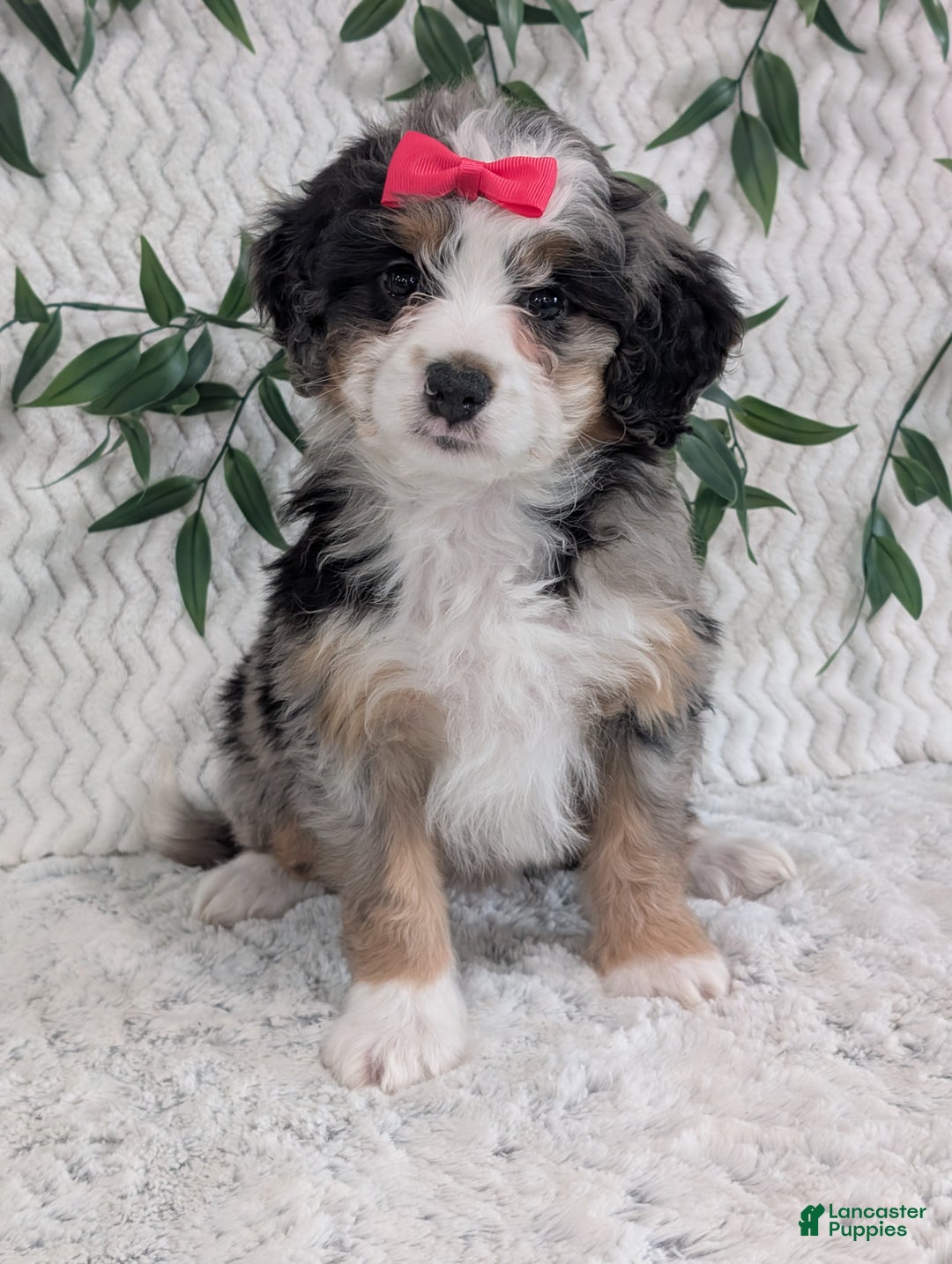 Mini Bernedoodle dogs for sale: Mini Pearl  - Ad 3