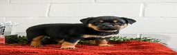 Rottweiler dogs for sale: Grover - Ad 3